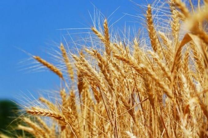 Інформація про розірвання Єгиптом контракту з Україною на постачання 240 000 тонн пшениці не відповідає дійсності.