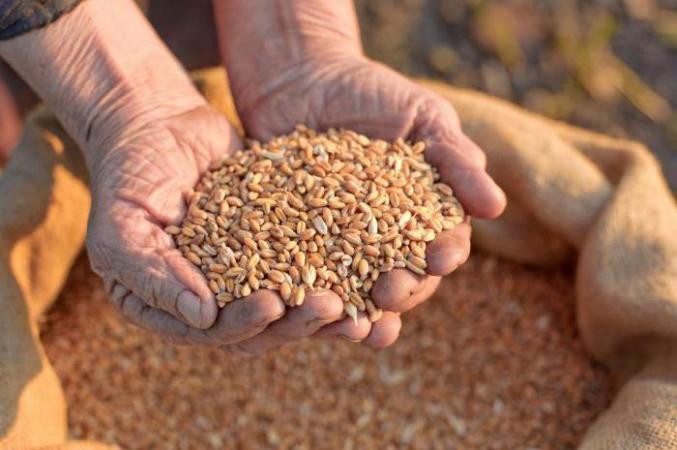У світі різко зросли ф'ючерси на пшеницю після того, як Росія в суботу вийшла з зернової угоди.
