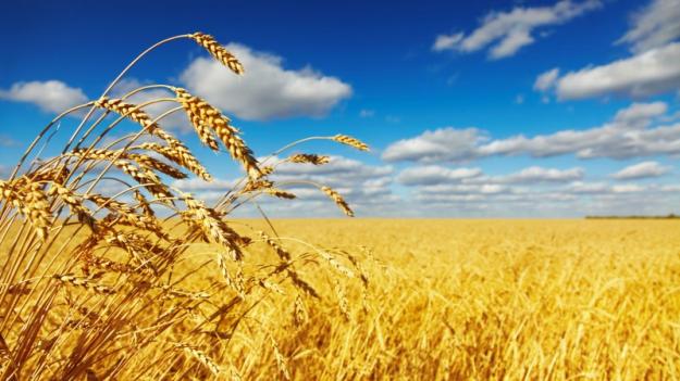 Ціни на пшеницю у понеділок, 27 лютого, впали до мінімального рівня з вересня 2021 року через зниження побоювань щодо стабільності постачання у короткостроковій перспективі.
