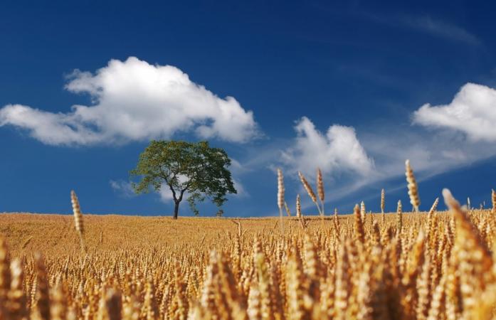 Ринок купівлі-продажу земель сільськогосподарського (с/г) призначення в Україні демонструє стійкість та потенціал для розвитку.