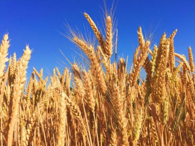 Урожай зернових в Україні цього року очікується на рівні близько 46 млн тонн, що на 5−7% менше, ніж минулого року.