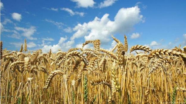 Ціни на пшеницю 26 червня оновили максимум з кінця лютого через події в Росії та посуху в США.