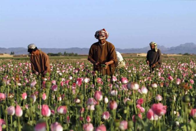 Посевы опиумного мака в Афганистане снизились на 80% после запрета на его выращивание Талибаном.