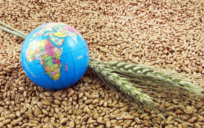 Украинская зерновая ассоциация улучшила прогноз потенциального урожая 2023 года на 1 млн тонн — до 69 млн тонн зерновых и масличных.