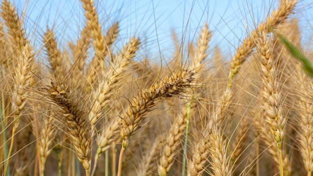 Цены на пшеницу поднялись до пятимесячного максимума во вторник, 25 июля, из-за атак россии на украинские порты.