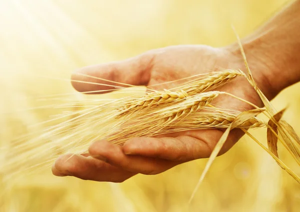 Мировые цены на зерно могут вырасти на 15% после выхода россии из зерновой сделки, заявил главный экономист Международного валютного фонда Пьер-Оливье Гуринша.