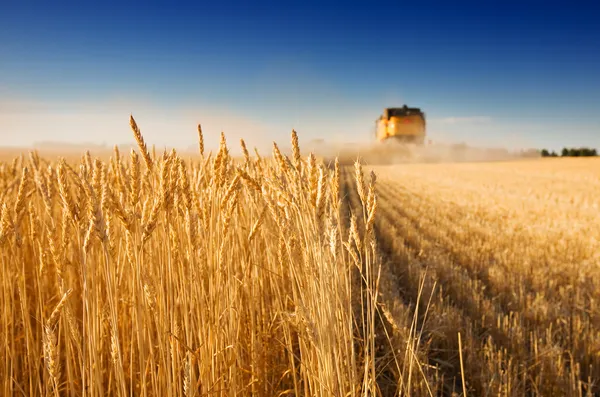 Світові ціни на зернову та олійну групу товарів можуть зрости більш ніж на 15% через зупинку роботи зернової угоди.