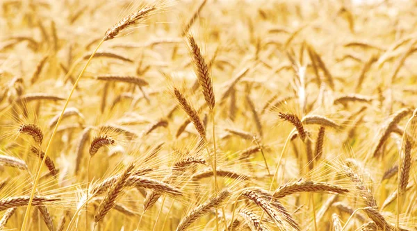 Мировые цены на пшеницу начали снижаться сразу после того, как первое судно с зерном покинуло один из украинских черноморских портов, впервые с июля, когда Россия объявила о выходе из зернового соглашения.