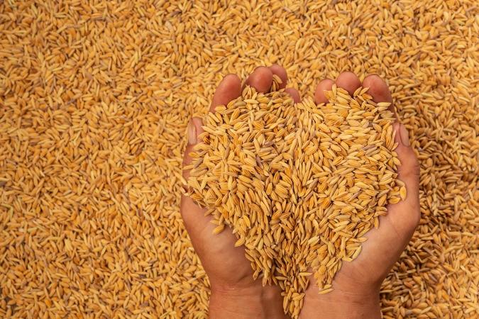 Єгипет вирішив закупити майже пів мільйона тонн пшениці у Франції та Болгарії після того, як останні рішення Москви фактично заблокували постачання російського зерна.