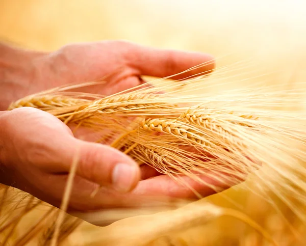 Минагрополитики повысило прогноз валового производства зерновых и масличных культур в Украине в 2023 году до 79,1 млн тонн.