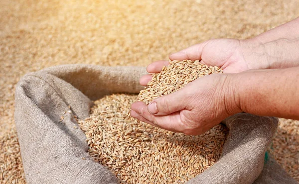 Швеция объявила о выделении дополнительных более 8 млн евро на реализацию инициативы «Зерно из Украины», целью которой является транспортировка украинского зерна в бедные страны.