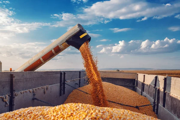 Українська зернова асоціація оцінила врожай у 2024 році на рівні 76,1 млн тонн зернових та олійних.