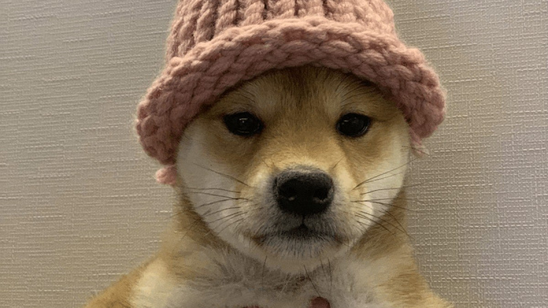 Возможный владелец собаки по имени Ачи, которая является символом мемкоина Dogwifhat (WIF), продал фото животного на аукционе как NFT-лот.