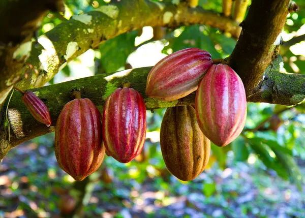 Стоимость какао-бобов продолжает обновлять исторические максимумы.