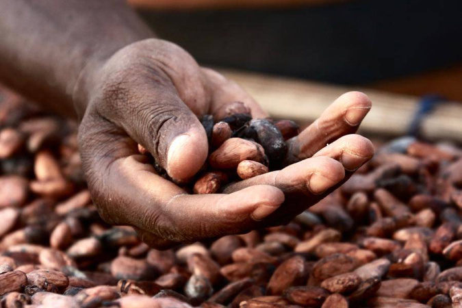 Ціни на какао з понеділка по п'ятницю впали майже на 28%, наблизившись до рекордного падіння котирувань на цей продукт із 1959 року, повідомив Bloomberg.►Підписуйтесь на сторінку «Мінфіну» у фейсбуці: головні фінансові новиниЯк змінилися ціниФ'ючерси на какао два тижні тому підскочили до історичного максимуму в $12 000 за тонну на тлі дефіциту поставок через третій рік поспіль поганого врожаюв Західній Африці.