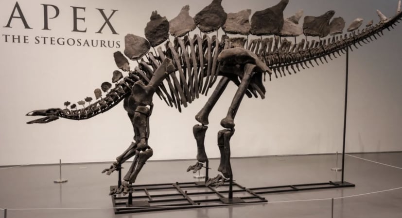 Скелет великого динозавра був проданий за $44,6 млн на аукціоні у Нью-Йорку — найбільшу суму, яку коли-небудь платили за скам’янілість.