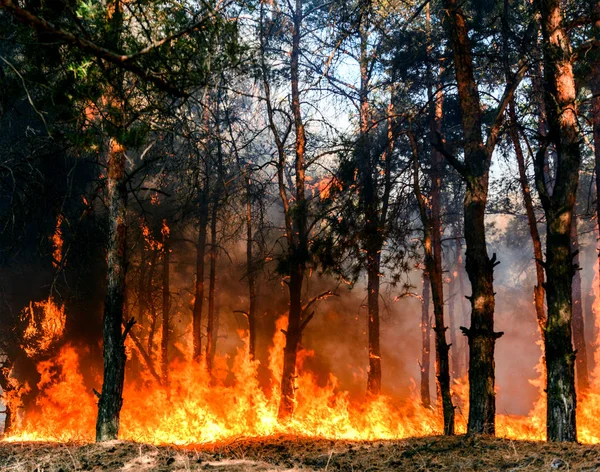 За 1000 днів війни екологічна шкода, завдана воєнними діями, оцінюється приблизно в $71 млрд.