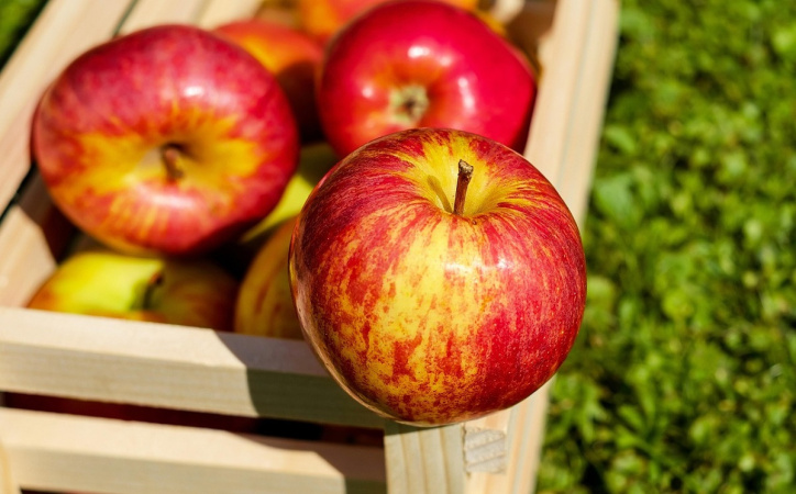 Цього тижня в Україні розпочався сезон збирання яблук нового врожаю.