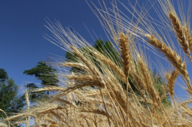 В Україні станом на 25 липня аграрії обмолотили майже третину засіяних зерновими та зернобобовими культурами площ.