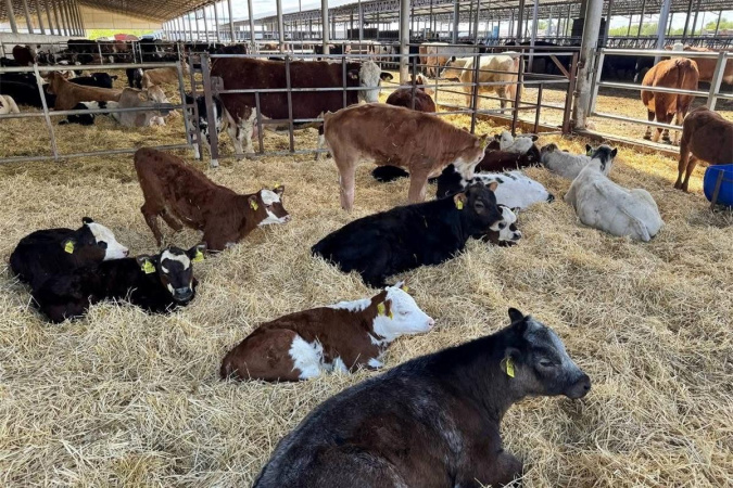 Українські сільгоспвиробники, що займаються тваринництвом, зможуть отримати державну компенсацію за будівництво або реконструкцію ферм.