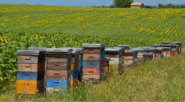 Запилення бджолами на ріпаку дає плюс 10−20% до урожайності, а на соняшнику — до 30%.