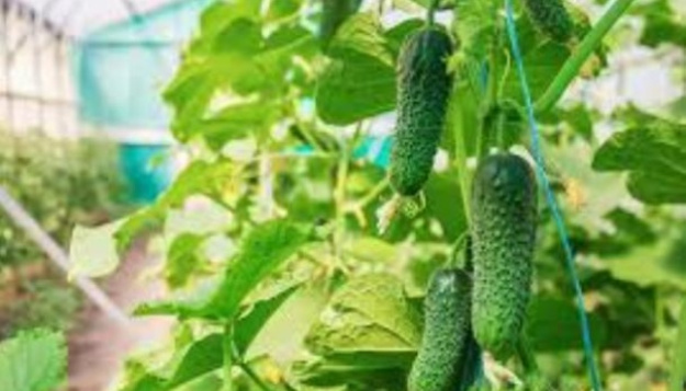 Взимку 2026 року ціни на тепличні овочі в Україні ймовірно зростатимуть через перебої з електроенергією та подорожчання енергоносіїв.