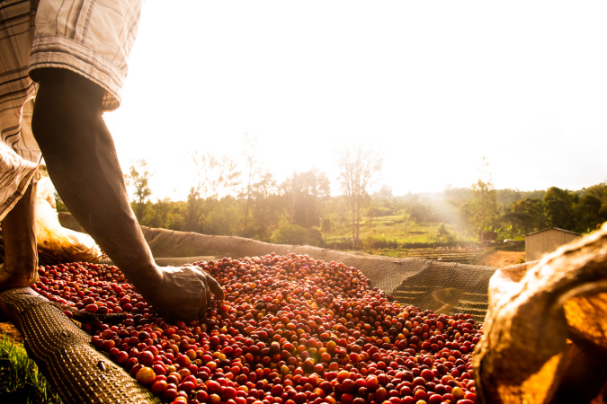 ТОВ «Фест Кофі Мішн» (!