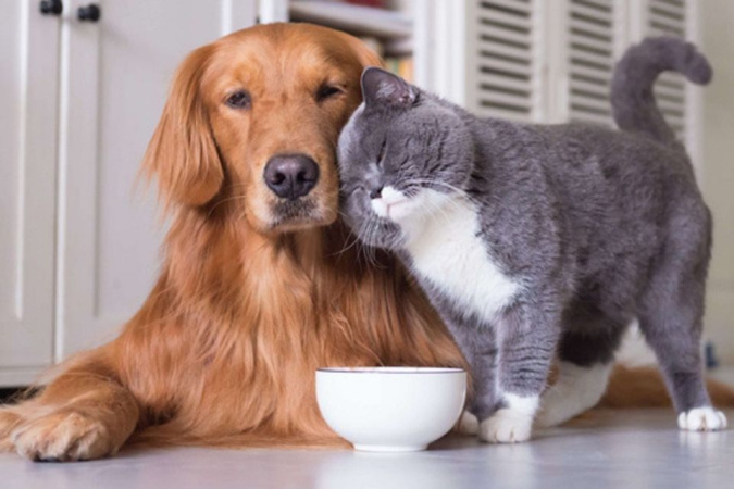 Несмотря на экономические трудности, украинцы продолжают увеличивать расходы на своих домашних животных, относясь к ним как к полноправным членам семьи.