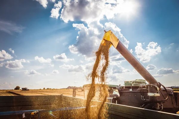 По состоянию на 1 сентября украинские аграрии намолотили 31,94 млн тонн зерновых и зернобобовых культур.