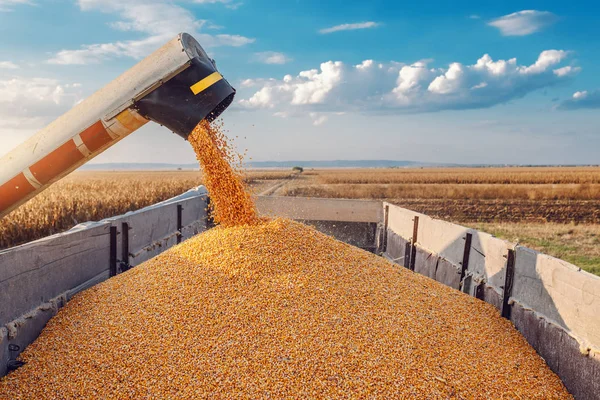 Україна не планує створювати масштабні запаси продуктів на випадок дефіциту.
