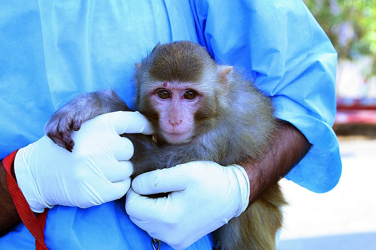 США объявили оспу обезьян чрезвычайной ситуацией: как это повлияет на акции